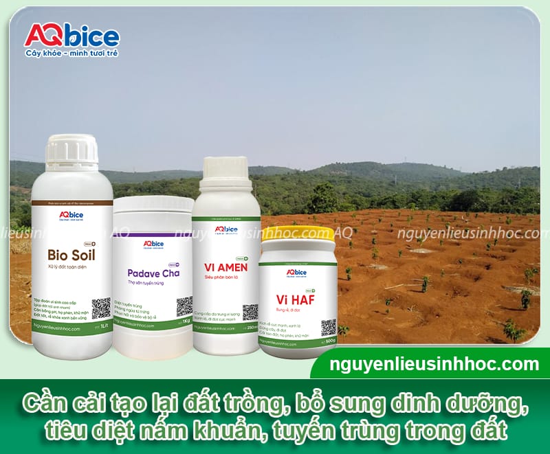 Xử lý đất trồng sầu riêng sạch mầm bệnh, giàu dinh dưỡng 4 Xử lý đất trồng sầu riêng sạch mầm bệnh, giàu dinh dưỡng