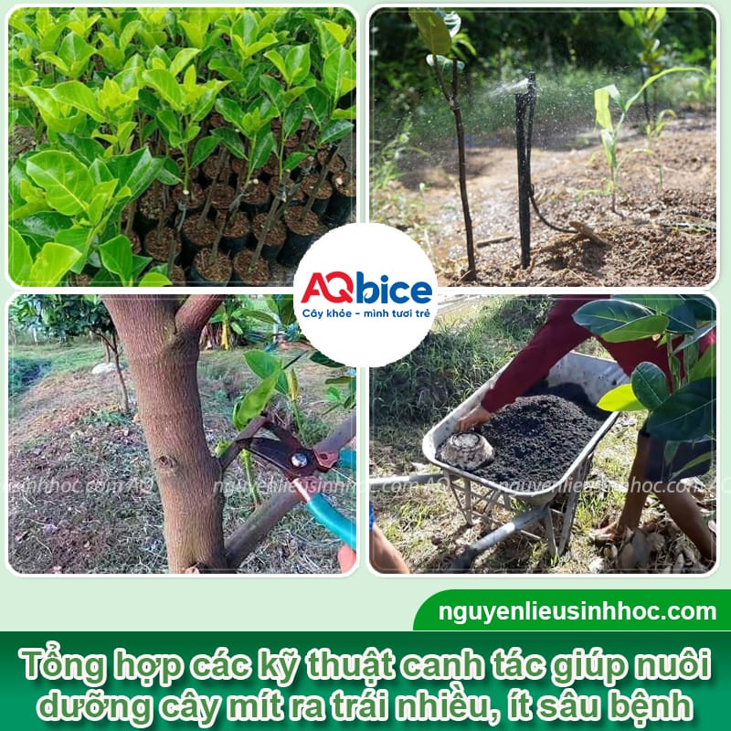 Thuốc dưỡng trái mít Mfruit: Xanh trái, nở gai ngừa xơ đen 3 Thuốc dưỡng trái mít Mfruit: Xanh trái, nở gai ngừa xơ đen