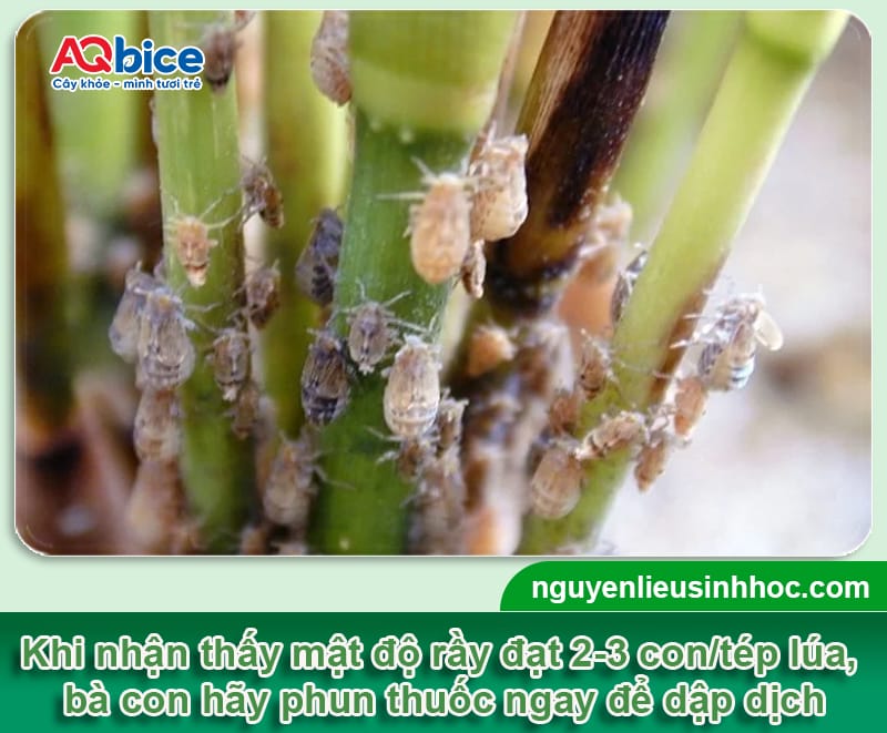 Thuốc đặc trị rầy nâu Mebe Pa: Diệt tận gốc, lúa tốt bội thu 2 Thuốc đặc trị rầy nâu Mebe Pa: Diệt tận gốc, lúa tốt bội thu