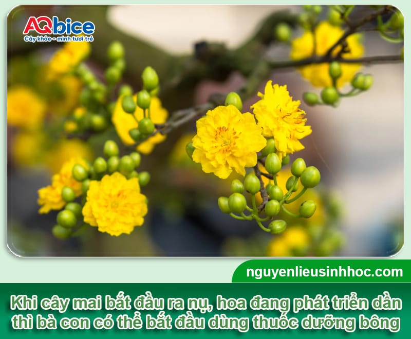 Dùng thuốc dưỡng bông mai để hoa bung nở rực rỡ, lâu tàn