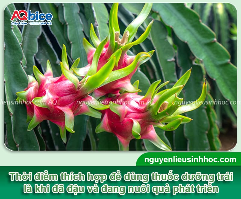 Thuốc dưỡng thanh long giúp trái lớn nhanh, chống rụng 2 Thuốc dưỡng thanh long giúp trái lớn nhanh, chống rụng