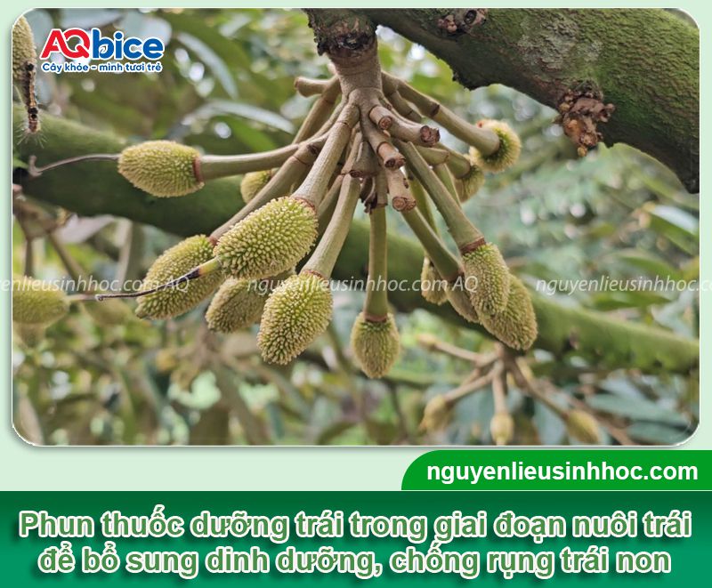 Thuốc dưỡng trái sầu riêng Mfruit: To trái, xanh gai 3 Thuốc dưỡng trái sầu riêng Mfruit: To trái, xanh gai