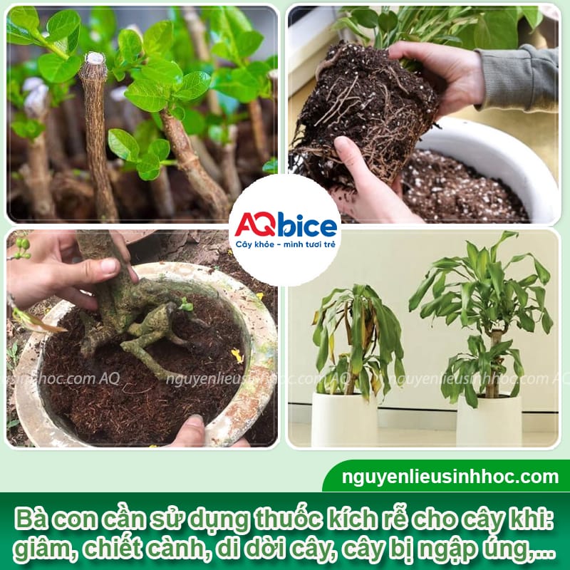 Thuốc kích rễ cây cảnh: Cây ra rễ mạnh, xanh tốt quanh năm 2 Thuốc kích rễ cây cảnh: Cây ra rễ mạnh, xanh tốt quanh năm