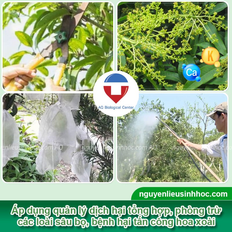 Thuốc dưỡng bông xoài chống rụng hoa, trái non Bloom & Kfruit