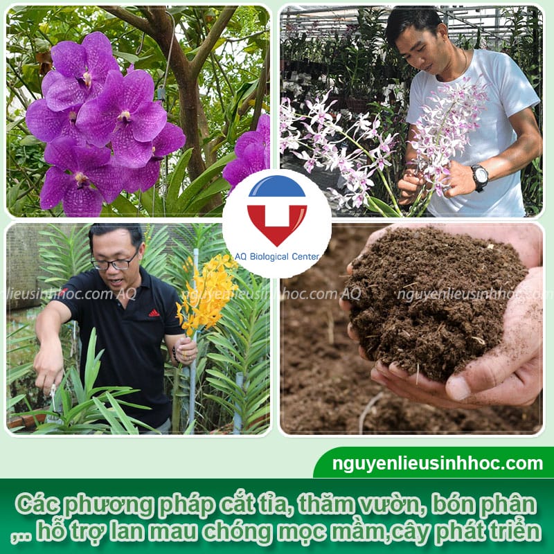 Thuốc kích mầm hoa lan Bloom, giúp mầm ra nhanh, cây phát triển