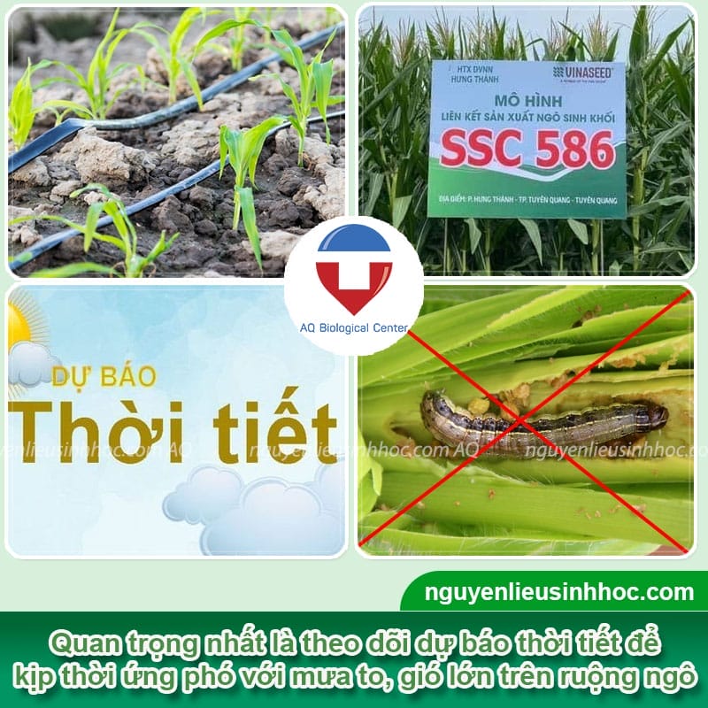 Kỹ thuật khắc phục cây ngô bị úng nước và phòng trừ