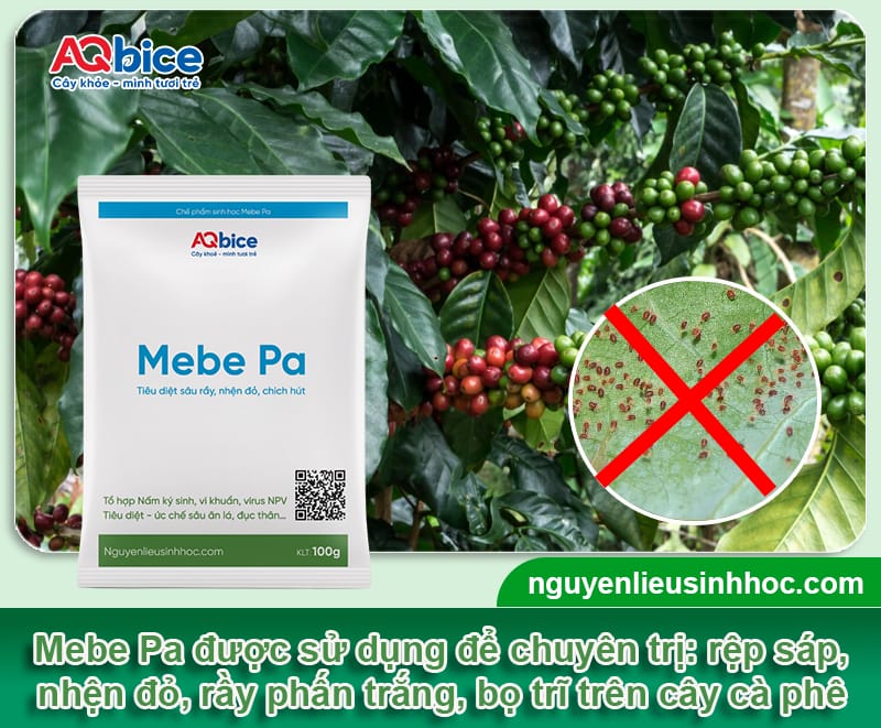 Rửa vườn cà phê sau thu hoạch: Bí quyết cho vụ sau bội thu 4 Rửa vườn cà phê sau thu hoạch: Bí quyết cho vụ sau bội thu
