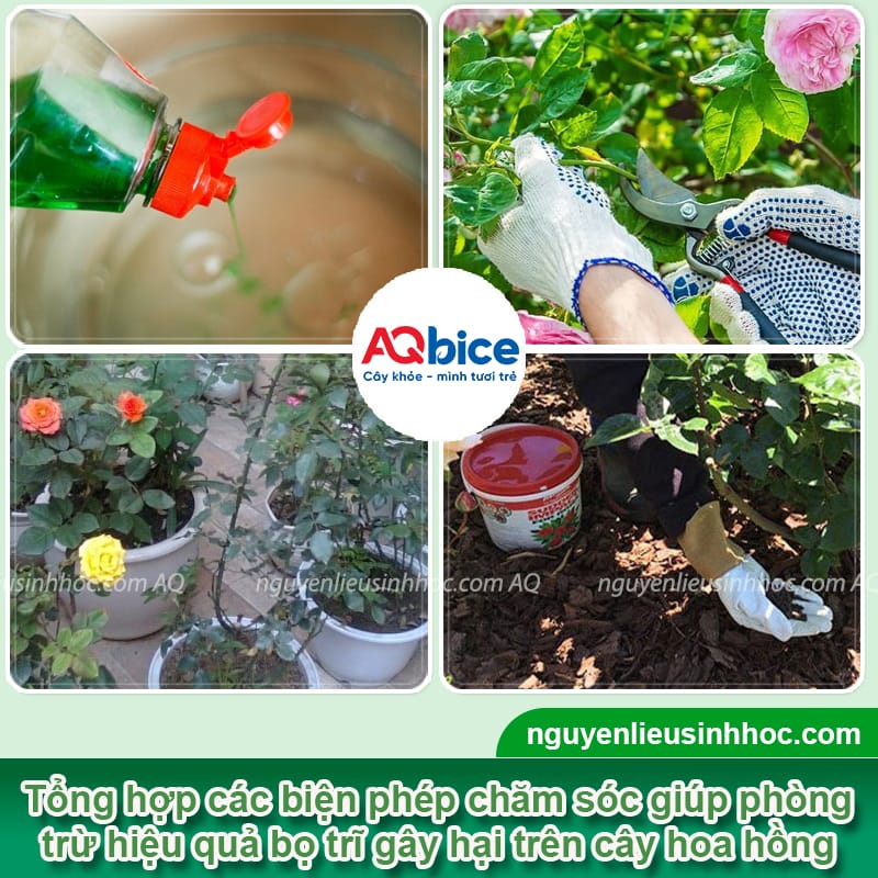 Nhận biết bọ trĩ hoa hồng và Cách xử lý triệt để