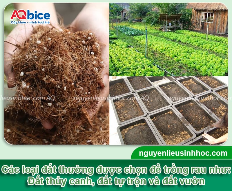 Cách làm đất trồng rau tơi xốp, màu mỡ, hạn chế nấm bệnh