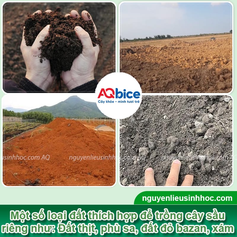 Xử lý đất trồng sầu riêng sạch mầm bệnh, giàu dinh dưỡng 3 Xử lý đất trồng sầu riêng sạch mầm bệnh, giàu dinh dưỡng