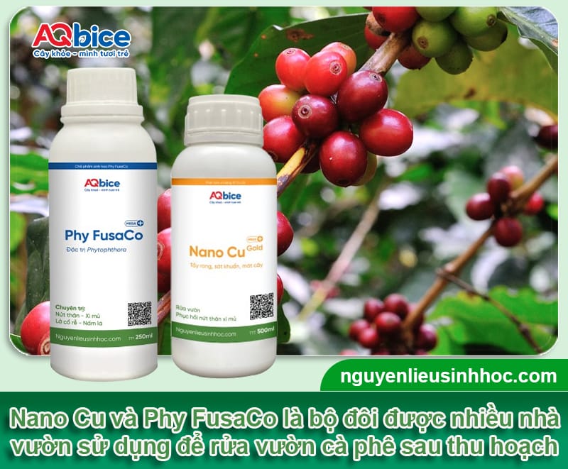 Rửa vườn cà phê sau thu hoạch: Bí quyết cho vụ sau bội thu 3 Rửa vườn cà phê sau thu hoạch: Bí quyết cho vụ sau bội thu