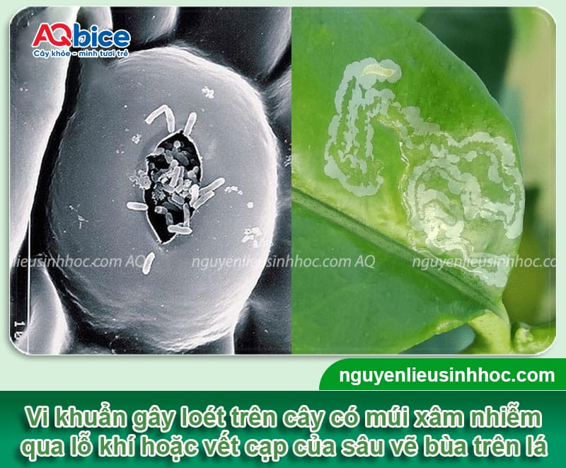Nhận biết bệnh loét hại cây ăn quả có múi và Cách phòng trừ 2 Nhận biết bệnh loét hại cây ăn quả có múi và Cách phòng trừ