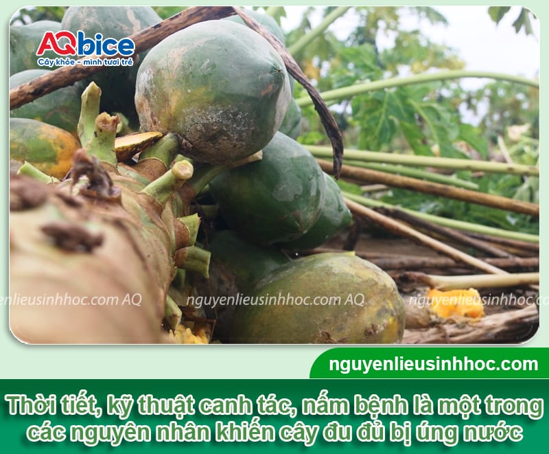 Cây đu đủ bị úng nước: Nguyên nhân và Cách cứu cây 2 Cây đu đủ bị úng nước: Nguyên nhân và Cách cứu cây