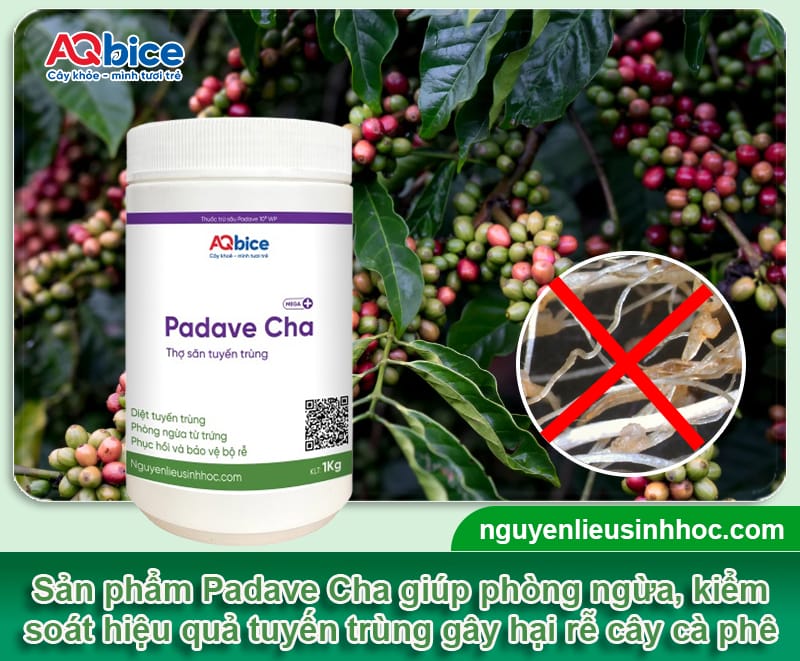 Rửa vườn cà phê sau thu hoạch: Bí quyết cho vụ sau bội thu 5 Rửa vườn cà phê sau thu hoạch: Bí quyết cho vụ sau bội thu