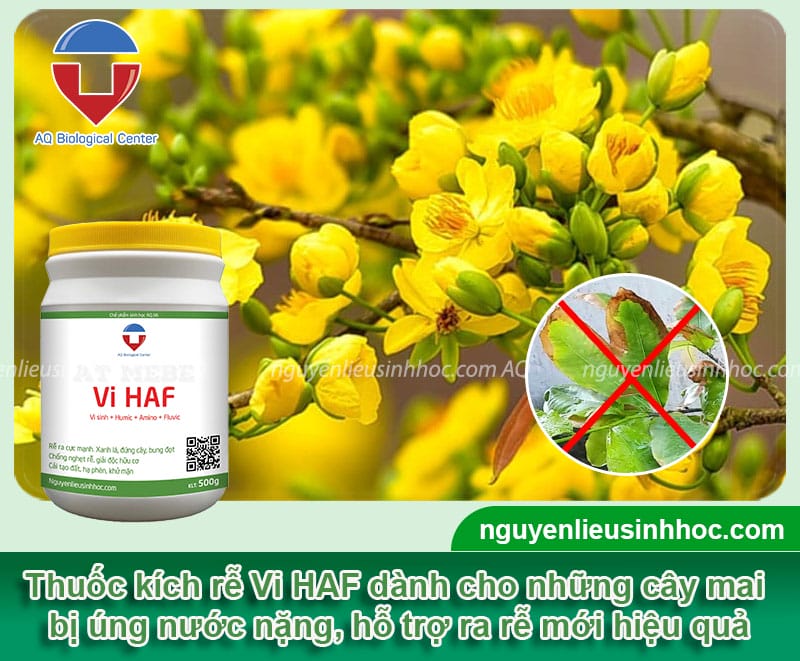 Nhận biết cây mai bị úng nước và cách hồi phục cây