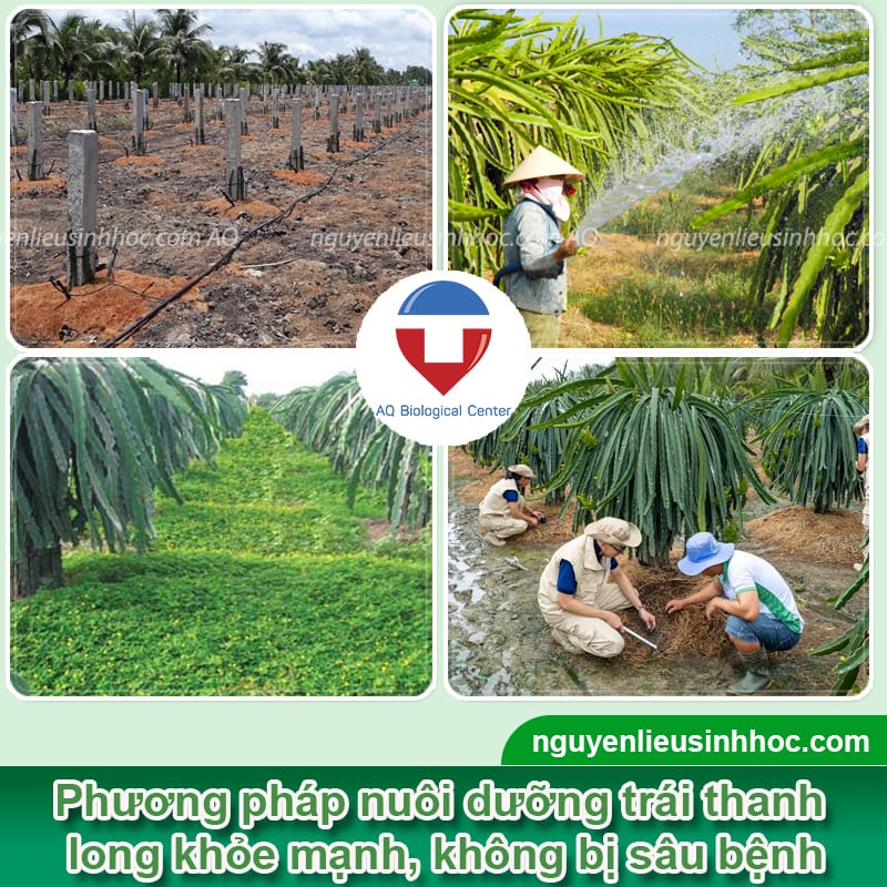 Thuốc dưỡng thanh long Mfruit giúp trái ra khỏe, đẹp mã