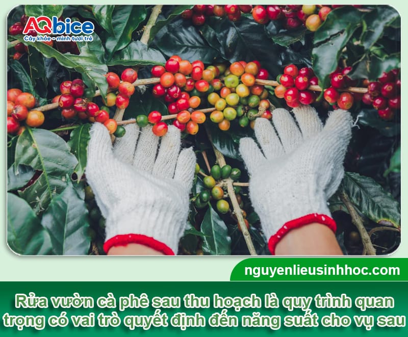 Rửa vườn cà phê sau thu hoạch: Bí quyết cho vụ sau bội thu