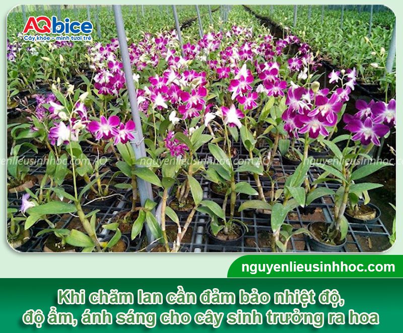 Thuốc dưỡng hoa lan Mfruit giúp hoa nở tươi tắn và lâu tàn