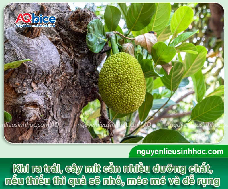 Thuốc dưỡng trái mít Mfruit: Xanh trái, nở gai ngừa xơ đen