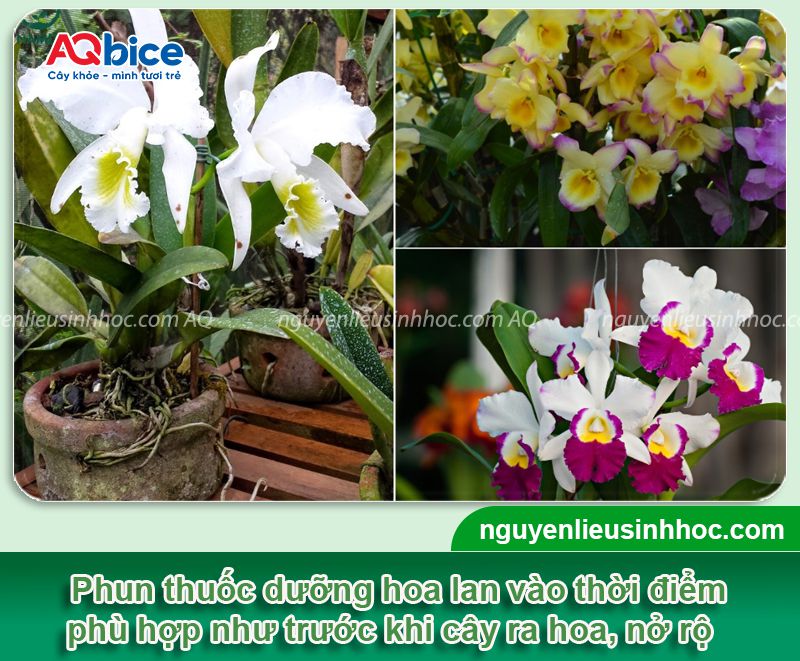 Thuốc dưỡng hoa lan Mfruit giúp hoa nở tươi tắn và lâu tàn