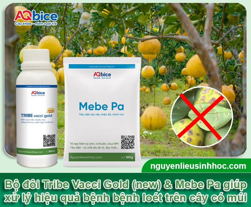 Nhận biết bệnh loét hại cây ăn quả có múi và Cách phòng trừ 4 Nhận biết bệnh loét hại cây ăn quả có múi và Cách phòng trừ