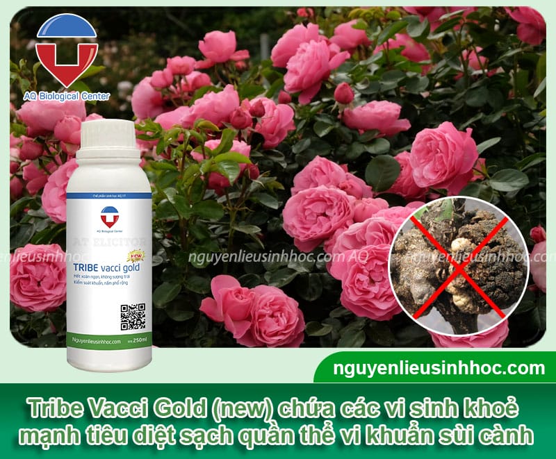 Phòng trừ bệnh sùi cành hoa hồng hiệu quả và Nguyên nhân