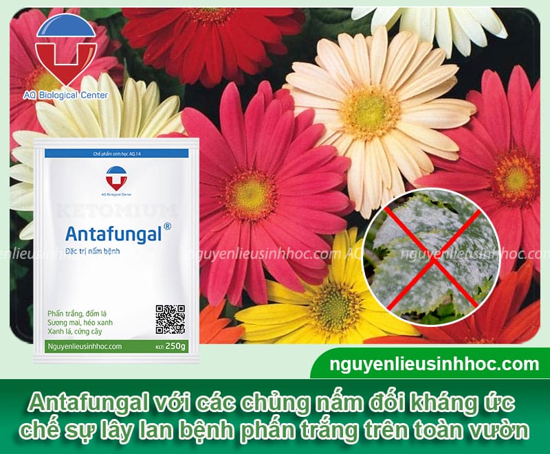 Phòng trừ hoa đồng tiền bị phấn trắng hiệu quả & Nguyên nhân