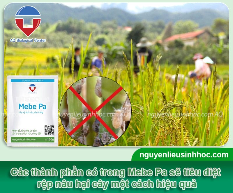 Thuốc đặc trị rầy nâu an toàn, uy tín và hiệu quả