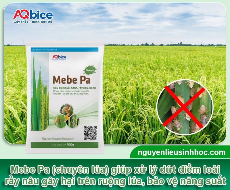 Thuốc đặc trị rầy nâu Mebe Pa: Diệt tận gốc, lúa tốt bội thu