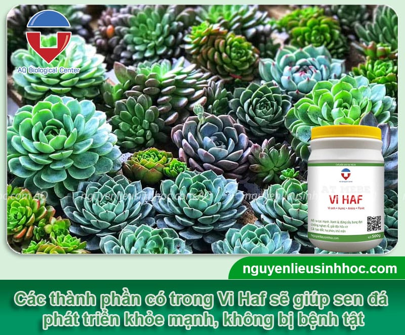 Cách trộn đất trồng sen đá giúp bà con nâng cao hiệu quả vườn