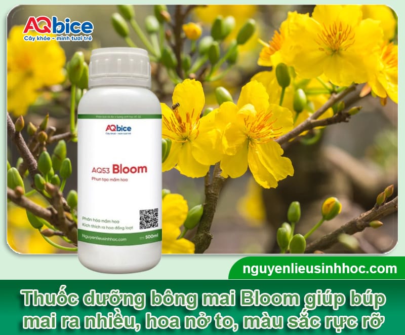 Dùng thuốc dưỡng bông mai để hoa bung nở rực rỡ, lâu tàn 4 Dùng thuốc dưỡng bông mai để hoa bung nở rực rỡ, lâu tàn