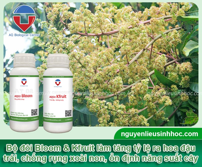 Thuốc dưỡng bông xoài chống rụng hoa, trái non Bloom & Kfruit