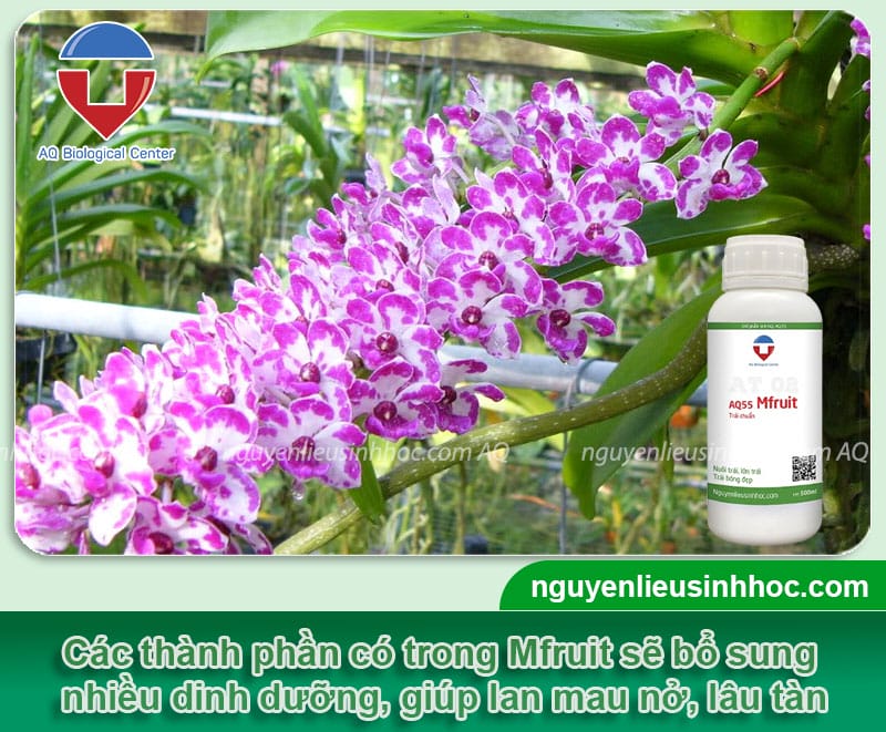 Thuốc dưỡng hoa lan Mfruit, giúp hoa ra đồng loạt, lâu tàn