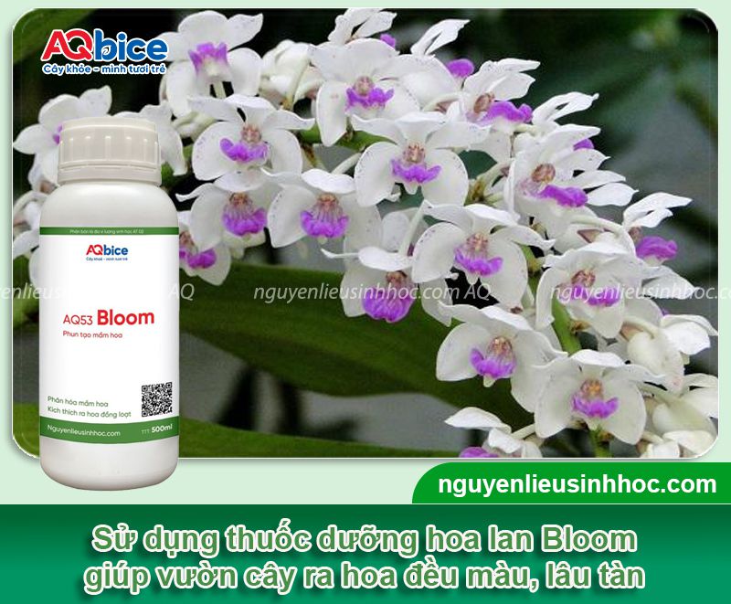 Thuốc dưỡng hoa lan Mfruit giúp hoa nở tươi tắn và lâu tàn