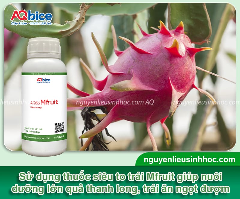 Thuốc dưỡng thanh long giúp trái lớn nhanh, chống rụng 5 Thuốc dưỡng thanh long giúp trái lớn nhanh, chống rụng