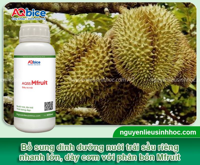 Thuốc dưỡng trái sầu riêng Mfruit: To trái, xanh gai 4 Thuốc dưỡng trái sầu riêng Mfruit: To trái, xanh gai