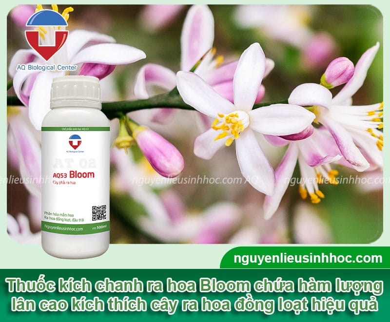 Thuốc kích chanh ra hoa tập trung Bloom xử lý ra hoa trái vụ