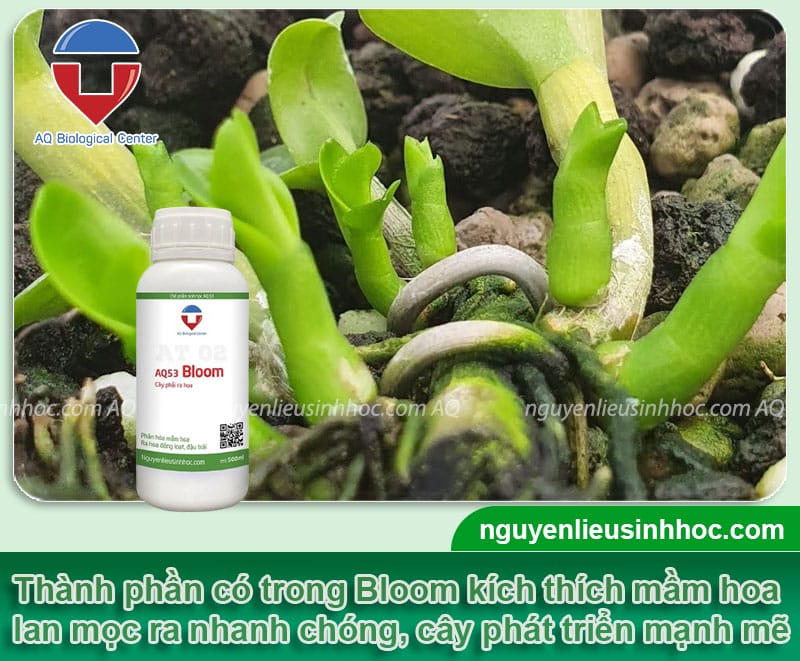 Thuốc kích mầm hoa lan Bloom, giúp mầm ra nhanh, cây phát triển