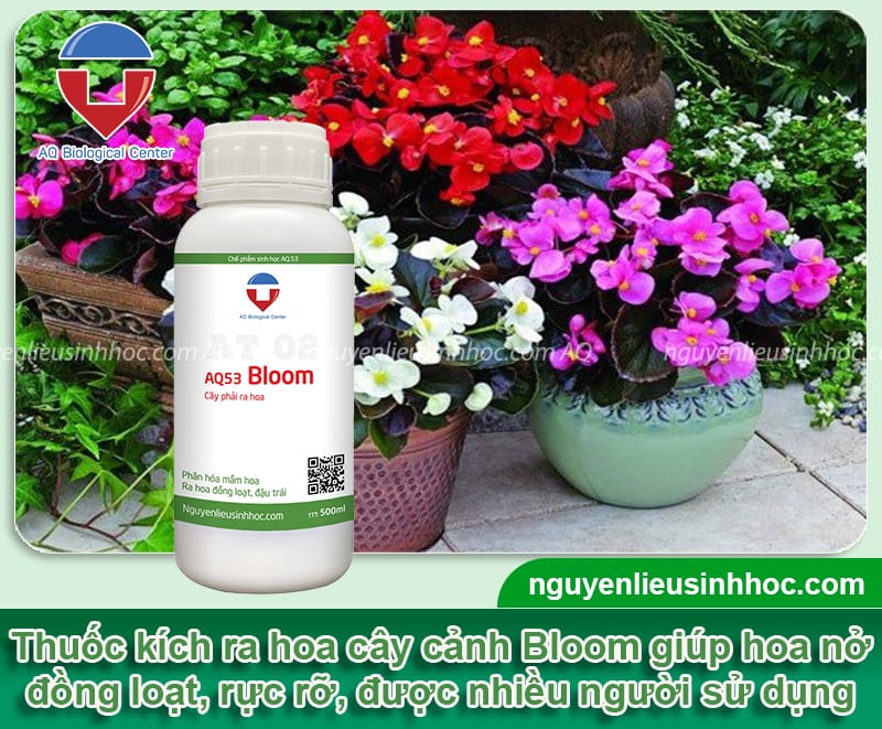 Thuốc kích ra hoa cây cảnh Bloom cho hoa nở đồng loạt, rực rỡ