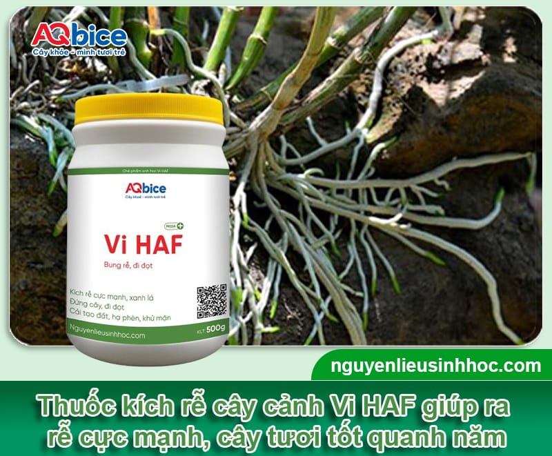 Thuốc kích rễ cây cảnh: Cây ra rễ mạnh, xanh tốt quanh năm 3 Thuốc kích rễ cây cảnh: Cây ra rễ mạnh, xanh tốt quanh năm