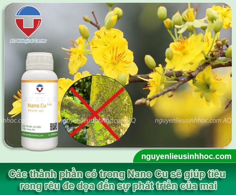 Thuốc tẩy cây mai bị rêu xanh: Giúp mai phát triển, ra hoa đều