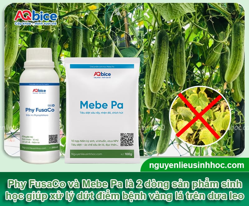 Nguyên nhân dưa leo bị vàng lá và Cách phòng trừ dứt điểm 4 Nguyên nhân dưa leo bị vàng lá và Cách phòng trừ dứt điểm