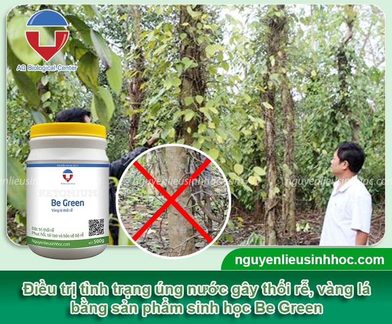 Nguyên nhân cây tiêu bị úng nước và cách phòng trị