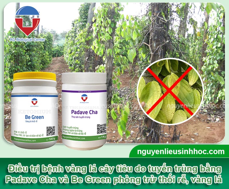 Phòng trị cây tiêu bị vàng lá hết nhanh và Nguyên nhân