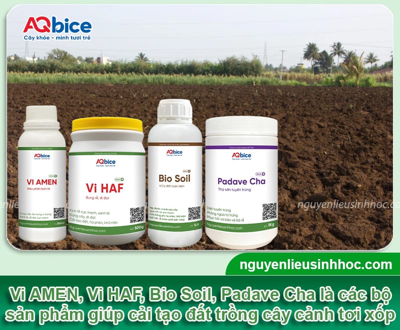 Kỹ thuật làm đất trồng cây cảnh giúp cây xanh tốt quanh năm