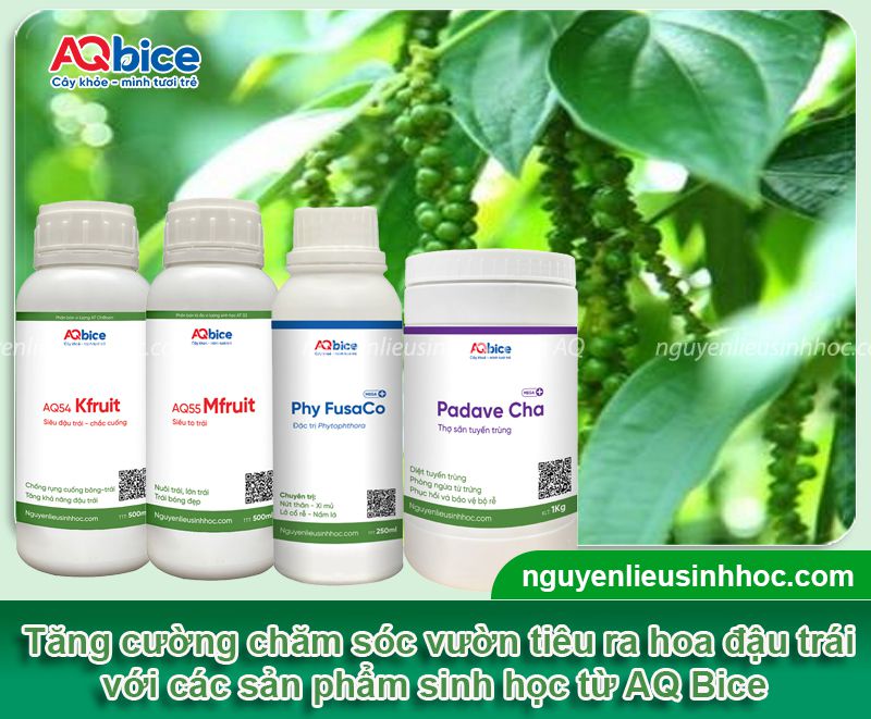 Cách chăm sóc tiêu giai đoạn ra hoa giúp tăng tỉ lệ đậu trái 5 Cách chăm sóc tiêu giai đoạn ra hoa giúp tăng tỉ lệ đậu trái