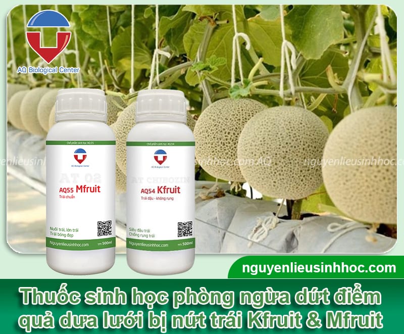 Nguyên nhân khiến dưa lưới bị nứt trái và Cách khắc phục