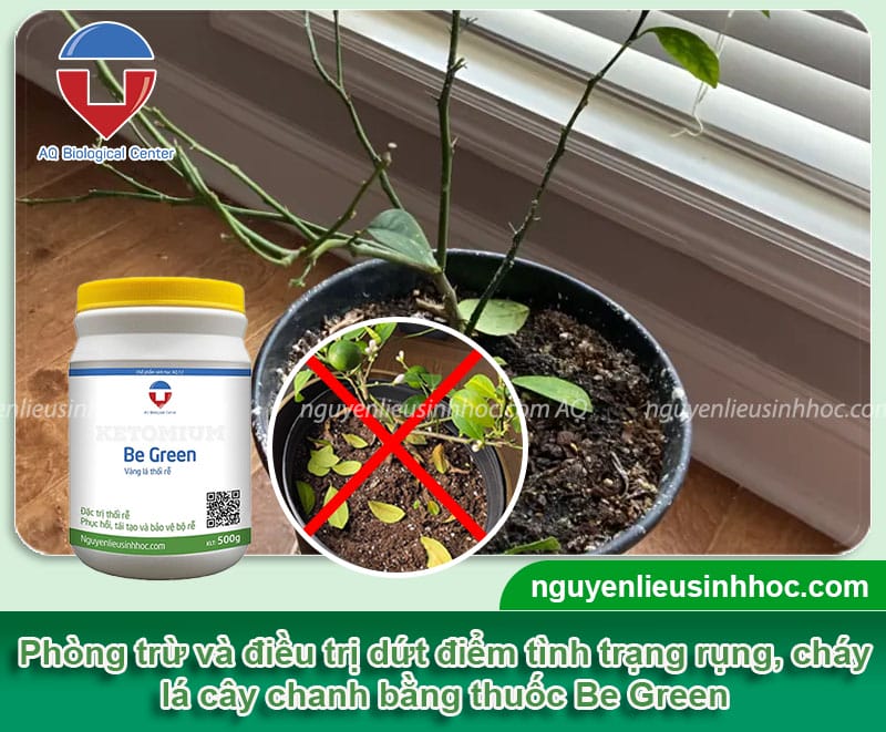 Nguyên nhân cây chanh bị rụng lá và bí quyết điều trị hiệu quả