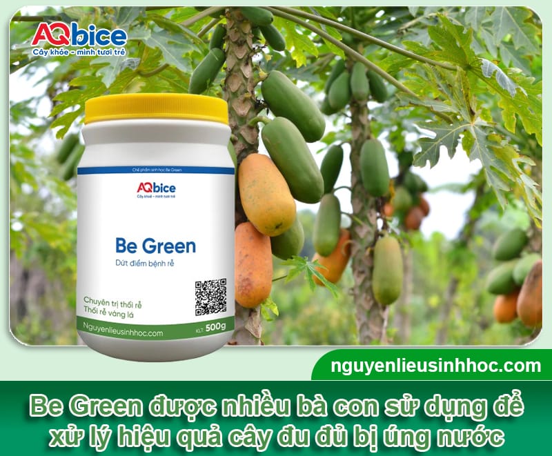 Cây đu đủ bị úng nước: Nguyên nhân và Cách cứu cây 4 Cây đu đủ bị úng nước: Nguyên nhân và Cách cứu cây