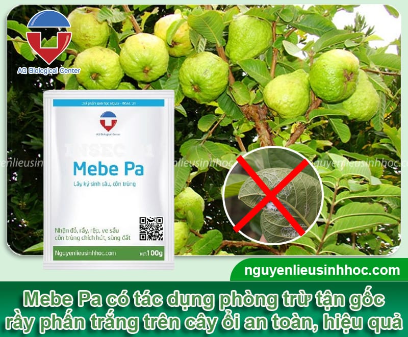 Thuốc trị rầy phấn trắng trên cây ổi Mebe Pa giúp bảo vệ năng suất